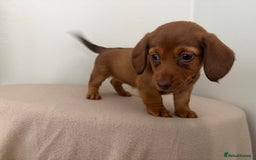 Miniature Dachshund dogs for sale: Red miniature Dachsund’s  - Image 10