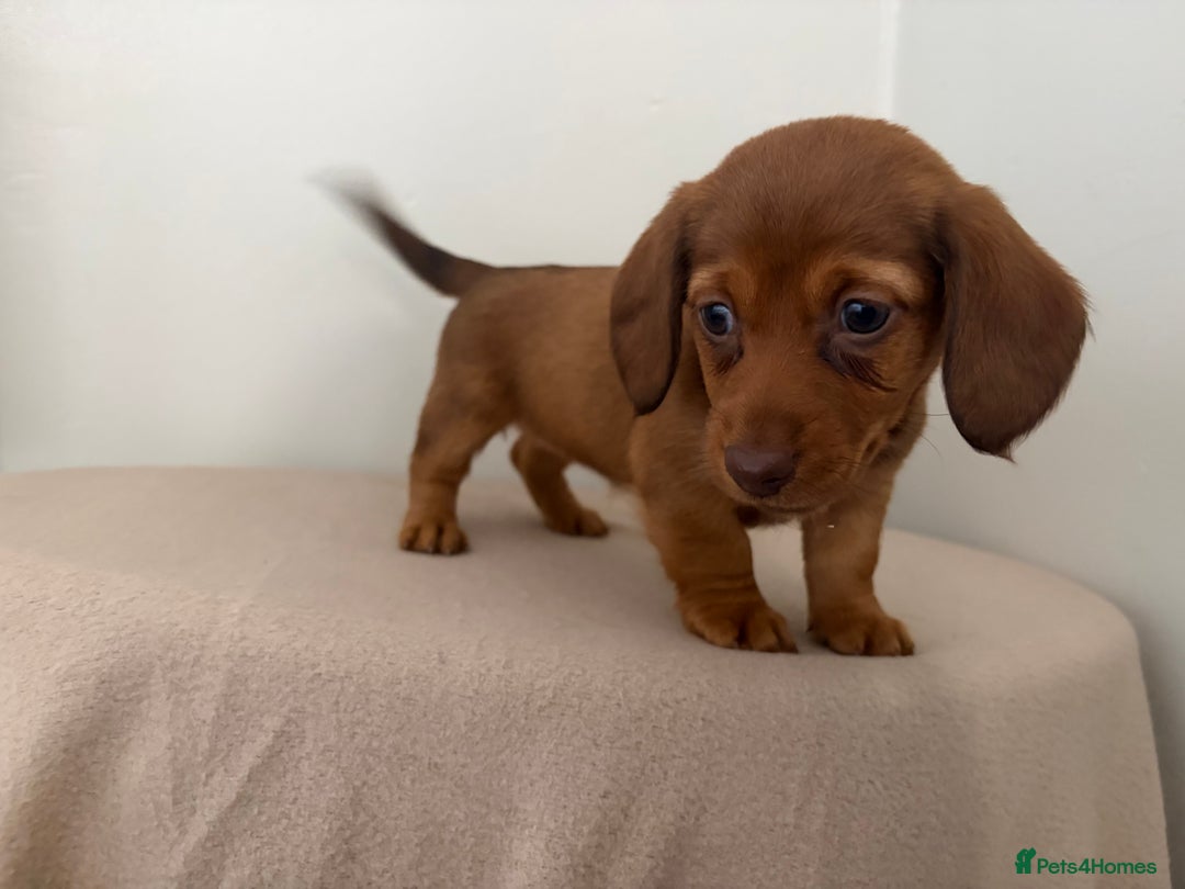 Miniature Dachshund dogs for sale: Red miniature Dachsund’s  - Image 10