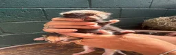 Mixed Breed cats for sale: Beautiful kittens - Advert 10