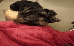 Mixed Breed dogs for sale: Patterdoodle /Patterpoo - Image 5