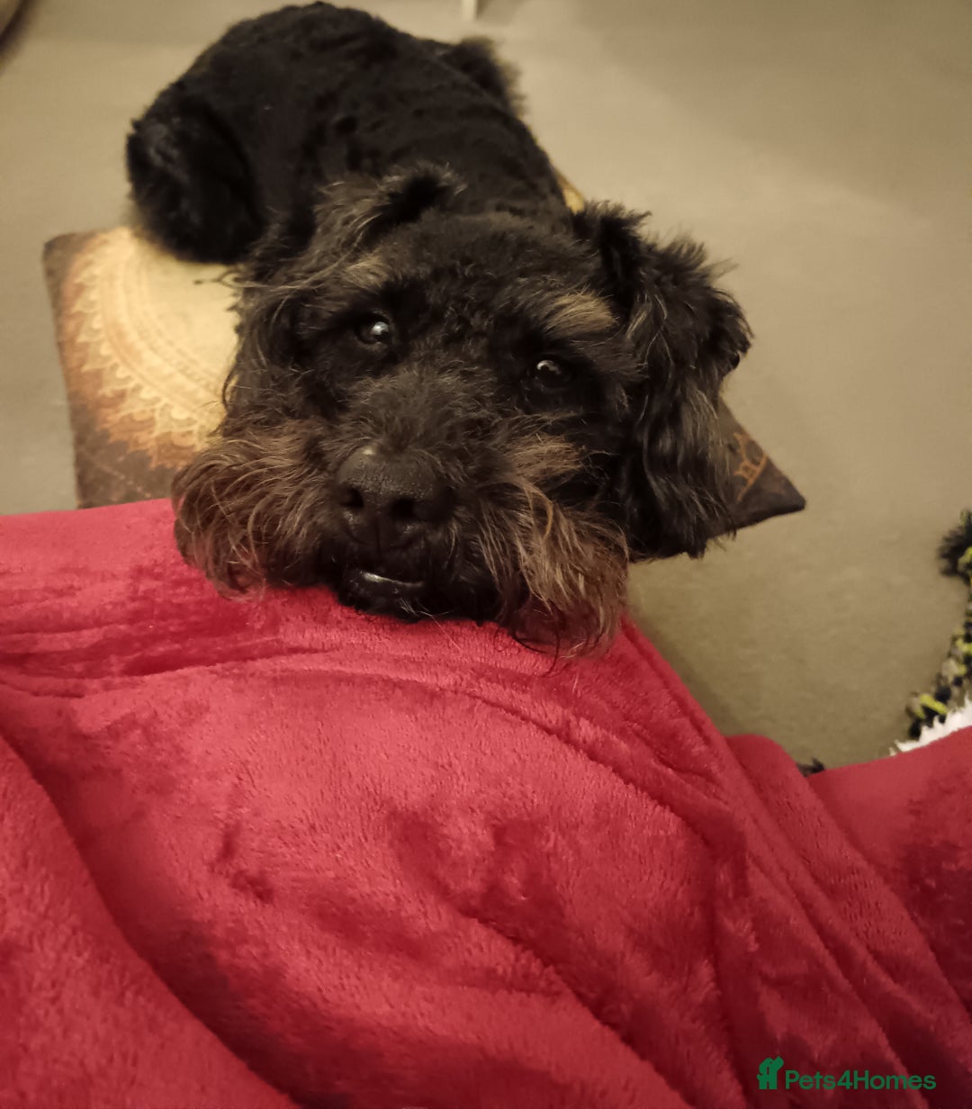Mixed Breed dogs for sale: Patterdoodle /Patterpoo - Image 5