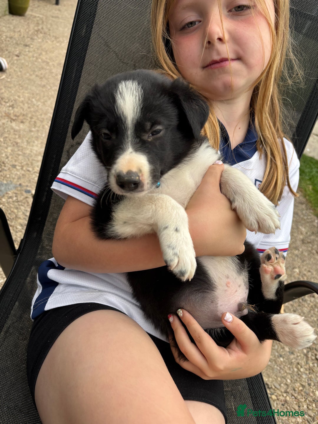 Border Collie dogs for sale: Border collie pups - Image 20
