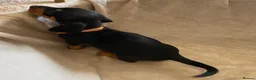 Dachshund dogs for sale: 7 beautiful puppy’s looking for a forever home.  - Advert 17