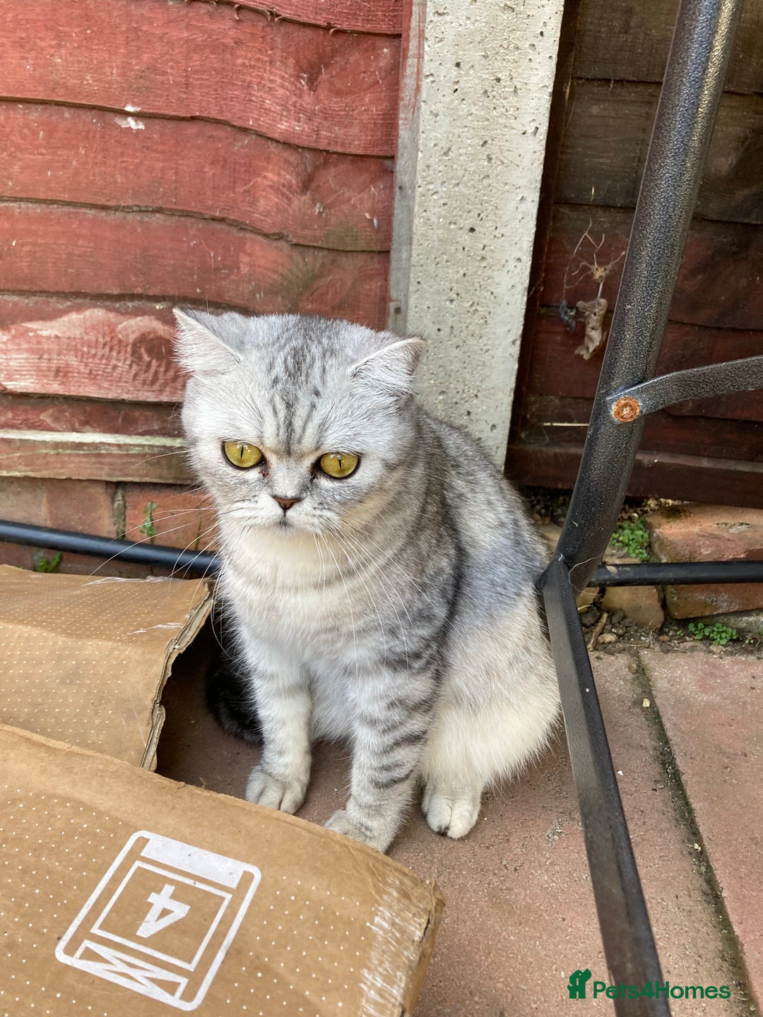 Persian cats for sale: Mixed breed persians - Image 7