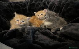 British Shorthair cats for sale: British short hair x - Image 12