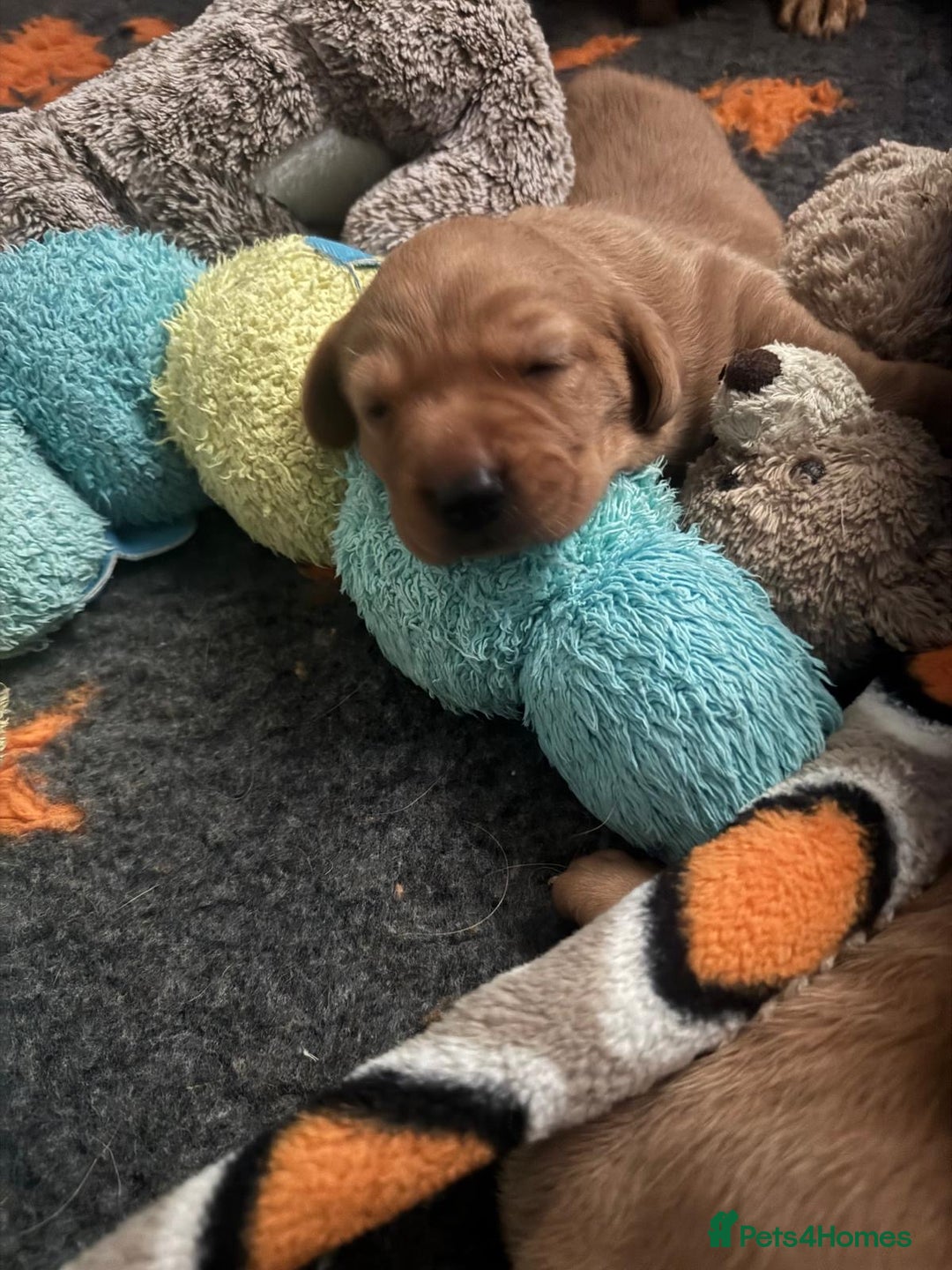 Labrador Retriever dogs for sale: Red Labrador puppies  - Image 2
