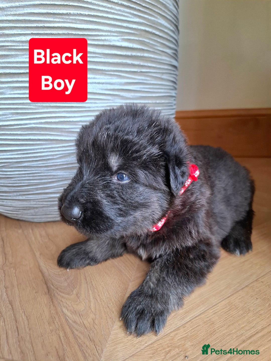 German Shepherd dogs for sale: K.C German Shepherd puppies - Image 8
