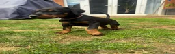 Dobermann dogs for sale: 2 girls left ❤️ Doberman Puppies - Advert 24