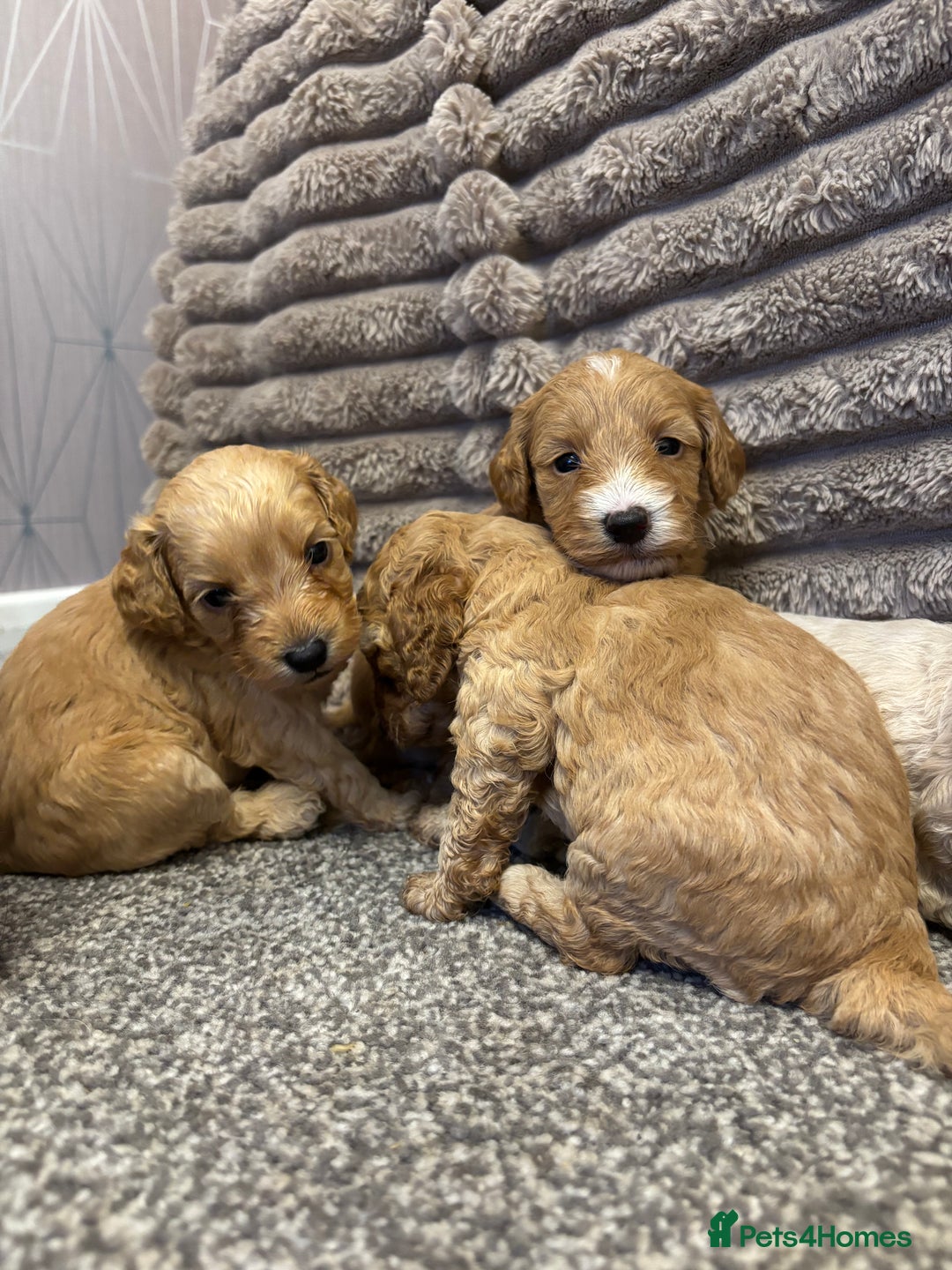 Cockapoo dogs for sale: Beautiful cockerpoo babies - Image 1