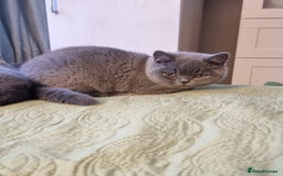 British Shorthair cats for sale: LAST Blue Female BSH Ready To Go Now GCCF Pedigree - Advert 7
