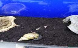 Python Snake reptiles for sale: Ball pythons adult females and hatchlings  - Image 10