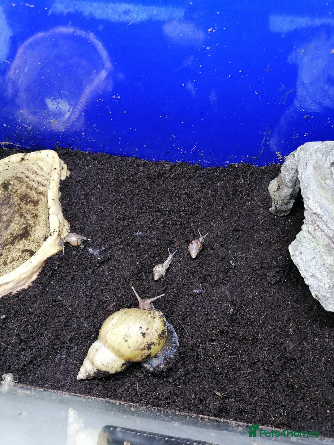 Python Snake reptiles for sale: Ball pythons adult females and hatchlings  - Image 10
