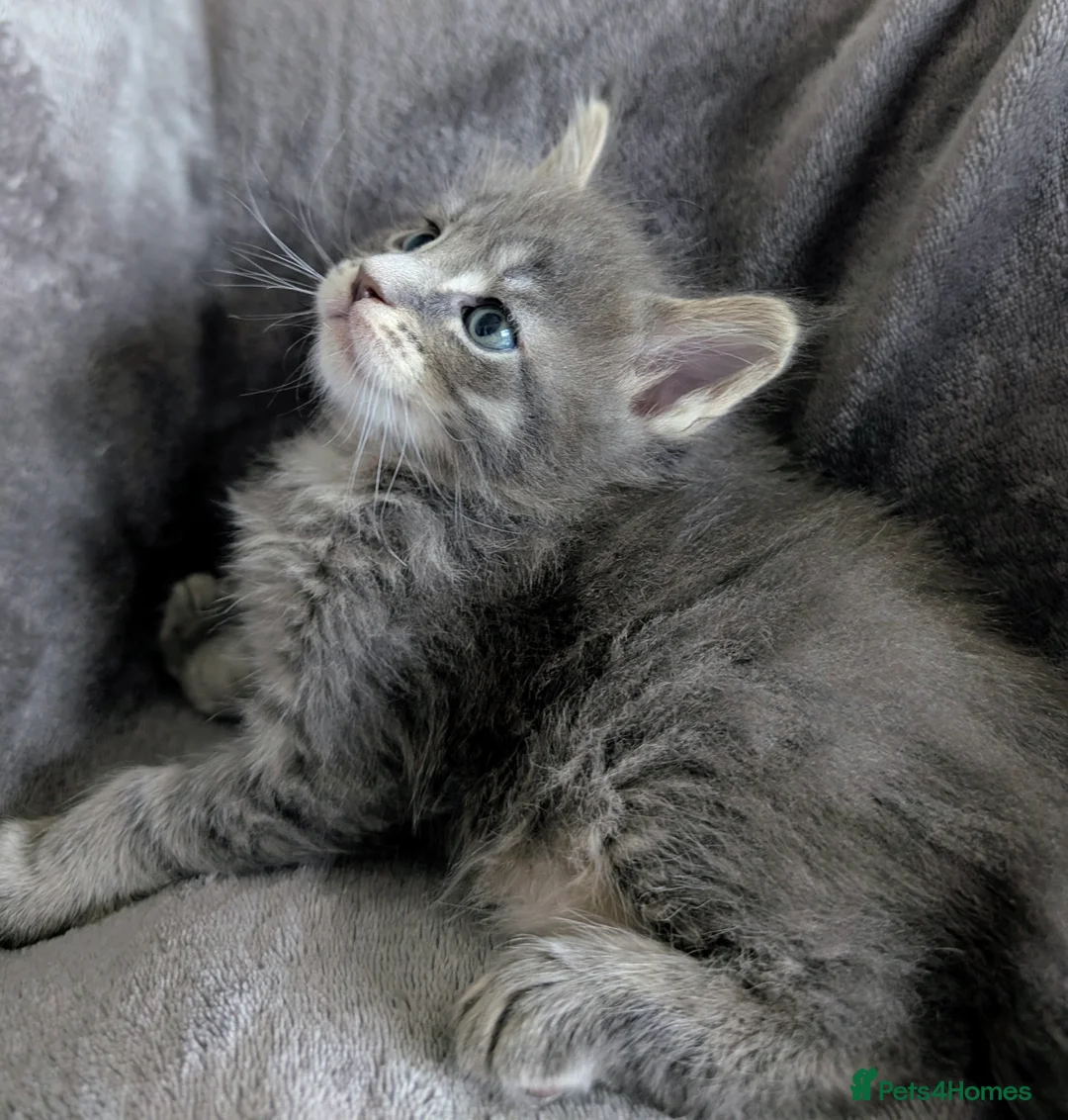 Maine Coon cats for sale: Chunky Maine Coons  - Advert 25