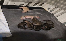 Mixed Breed dogs for sale: Stunning saluki greyhound puppies.  - Advert 2