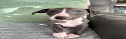 Whippet dogs for sale: The most precious! Kc wippets 🐶 boys & girls   - Advert 8