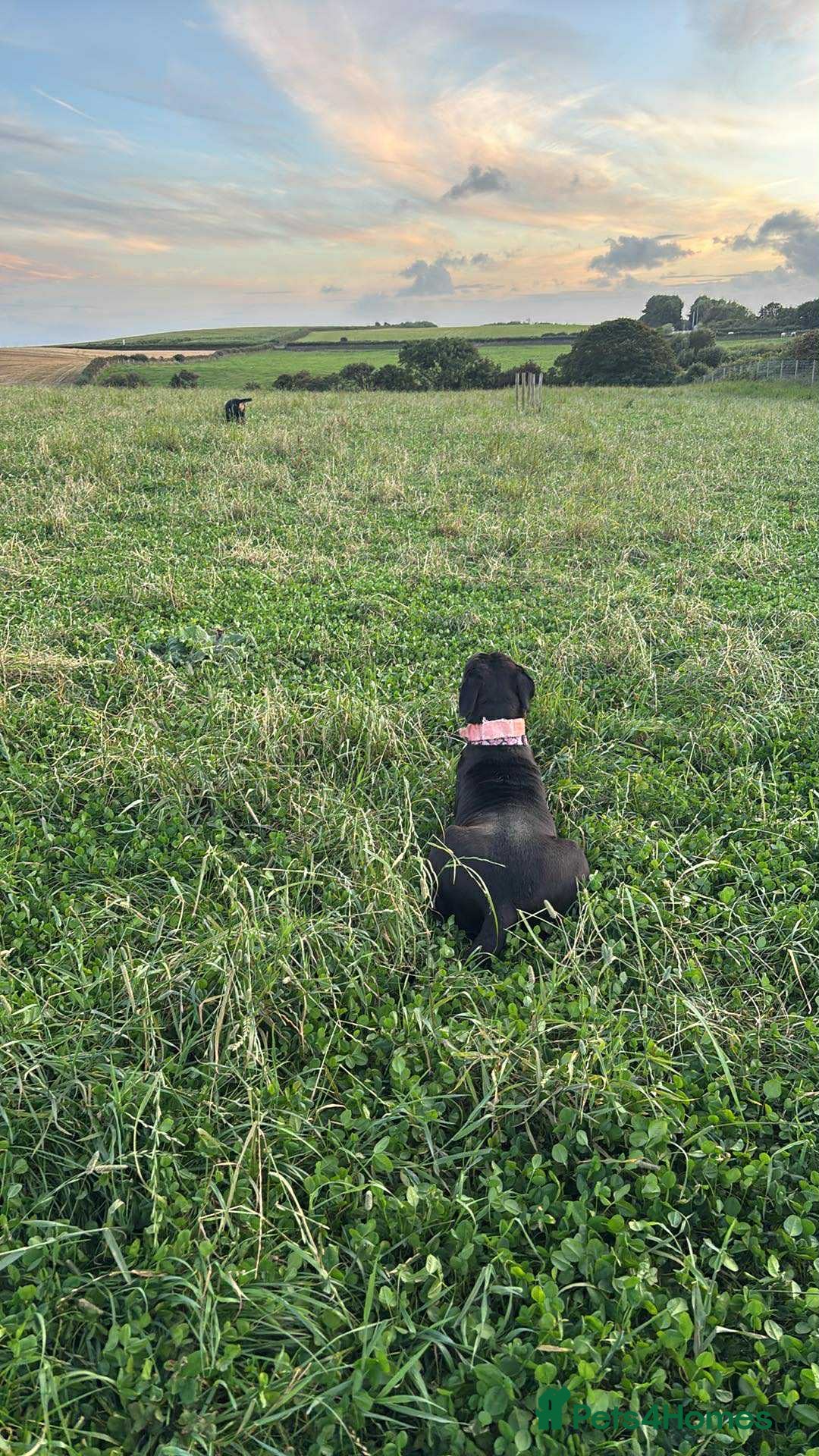 Rottweiler dogs for sale: 2 female rottweiler pups - Advert 16