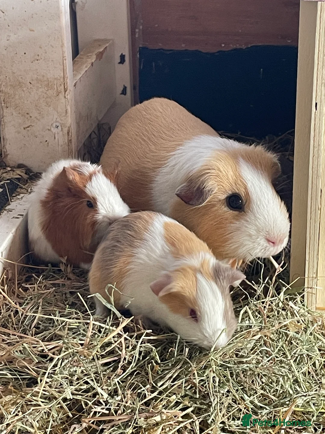 Guinea Pig rodents for sale:  Smooth and Funky Guinea Pigs.  - Advert 8