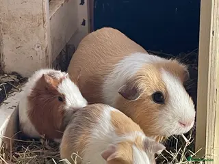 Guinea Pig rodents Teddy and Funky Guinea Pigs. - Advert 6