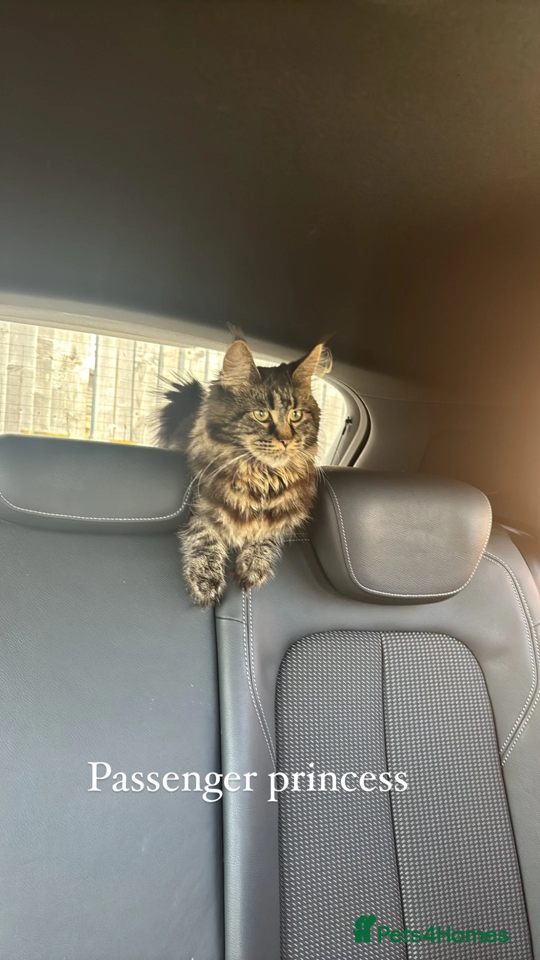 Maine Coon cats for sale: Main coon X kittens - Advert 15