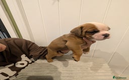 Old Tyme Bulldog dogs for sale: Kyro & Lyla Litter Old Tyme Old English Bullgdog - Image 23