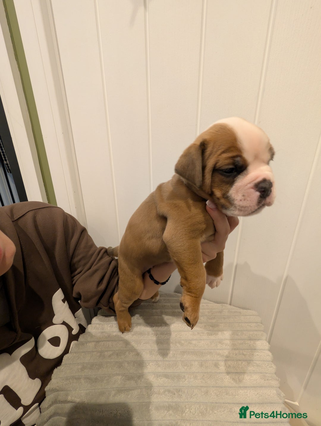 Old Tyme Bulldog dogs for sale: Kyro & Lyla Litter Old Tyme Old English Bullgdog - Image 23