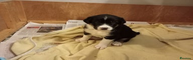 Border Collie Puppy 2
