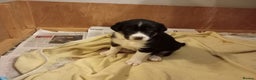 Border Collie dogs for sale: Border collie puppies for sale  - Advert 9