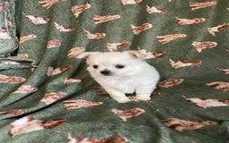 Chihuahua dogs for sale: White long coat Chihauhau Pups - Image 5