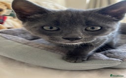 Russian Blue cats for sale: Gorgeous male kitten needs home asap - Image 6