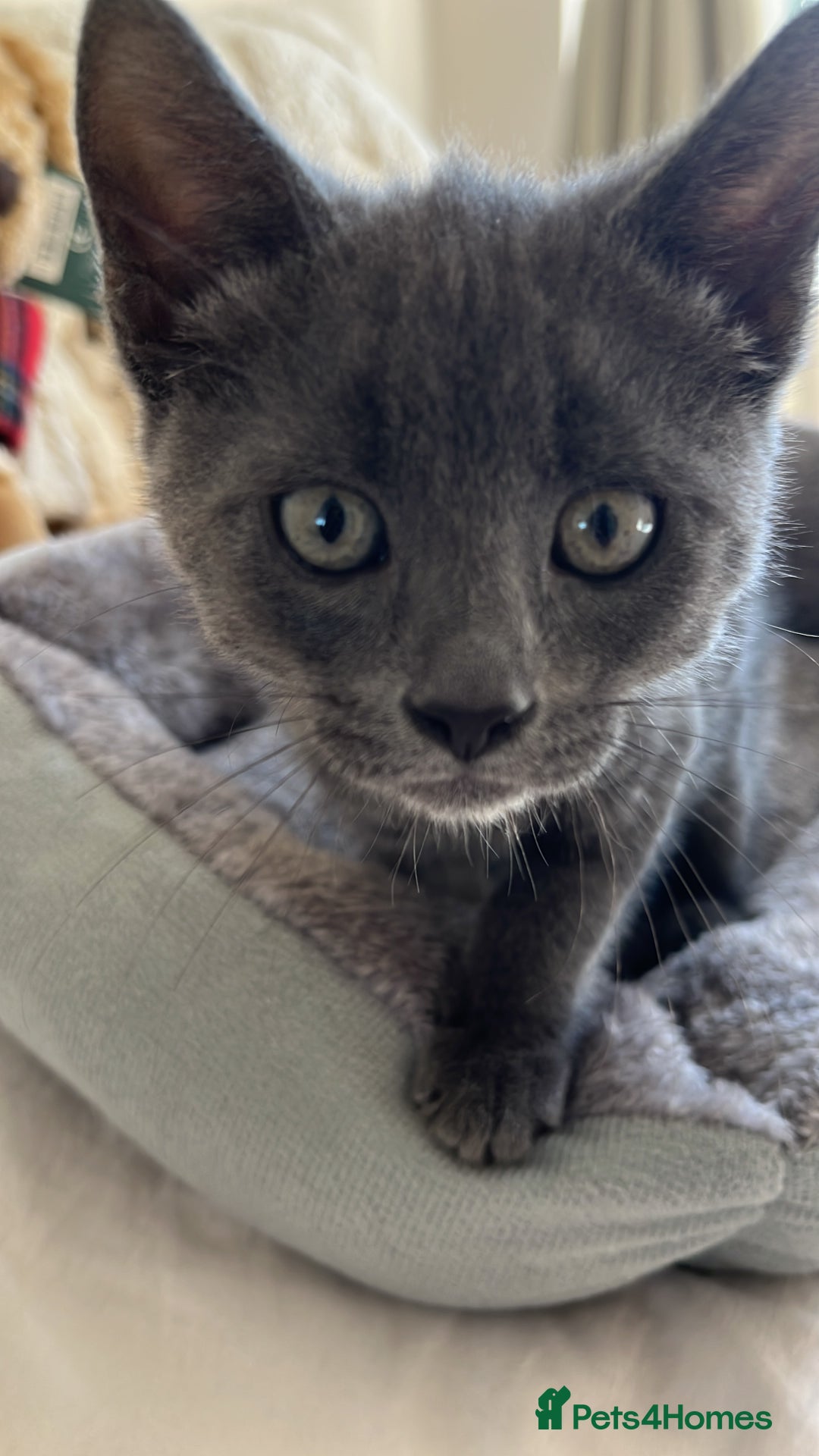 Russian Blue cats for sale: Gorgeous male kitten needs home asap - Image 6