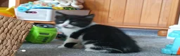 Mixed Breed cats for sale: Kittens for sale - Advert 7