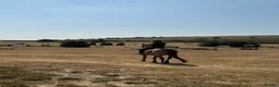 Connemara horses for sale: Registered Connemara gelding not to be missed  - Advert 4
