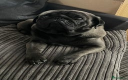 Pug dogs for sale: Platinum Adult Male Pug - Advert 2