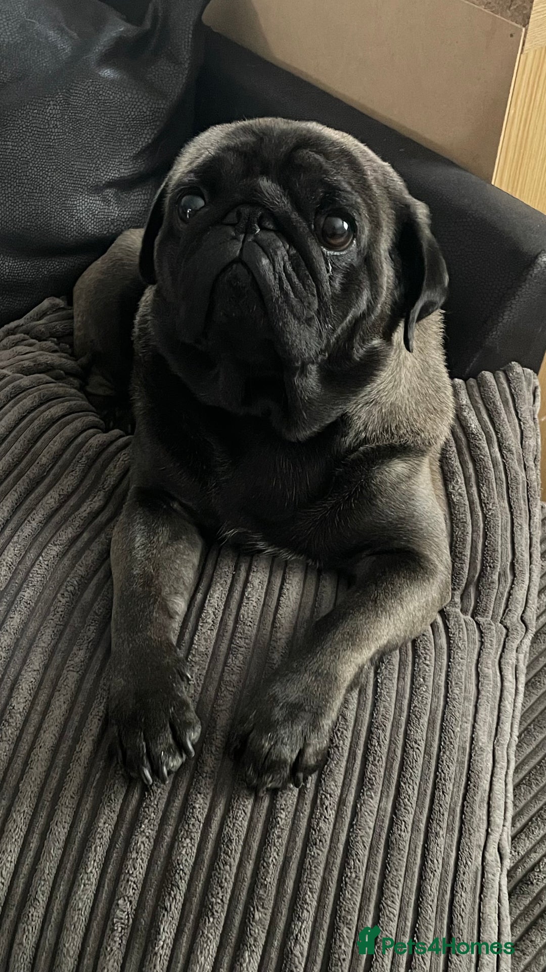 Pug dogs for sale: Platinum Adult Male Pug - Advert 2