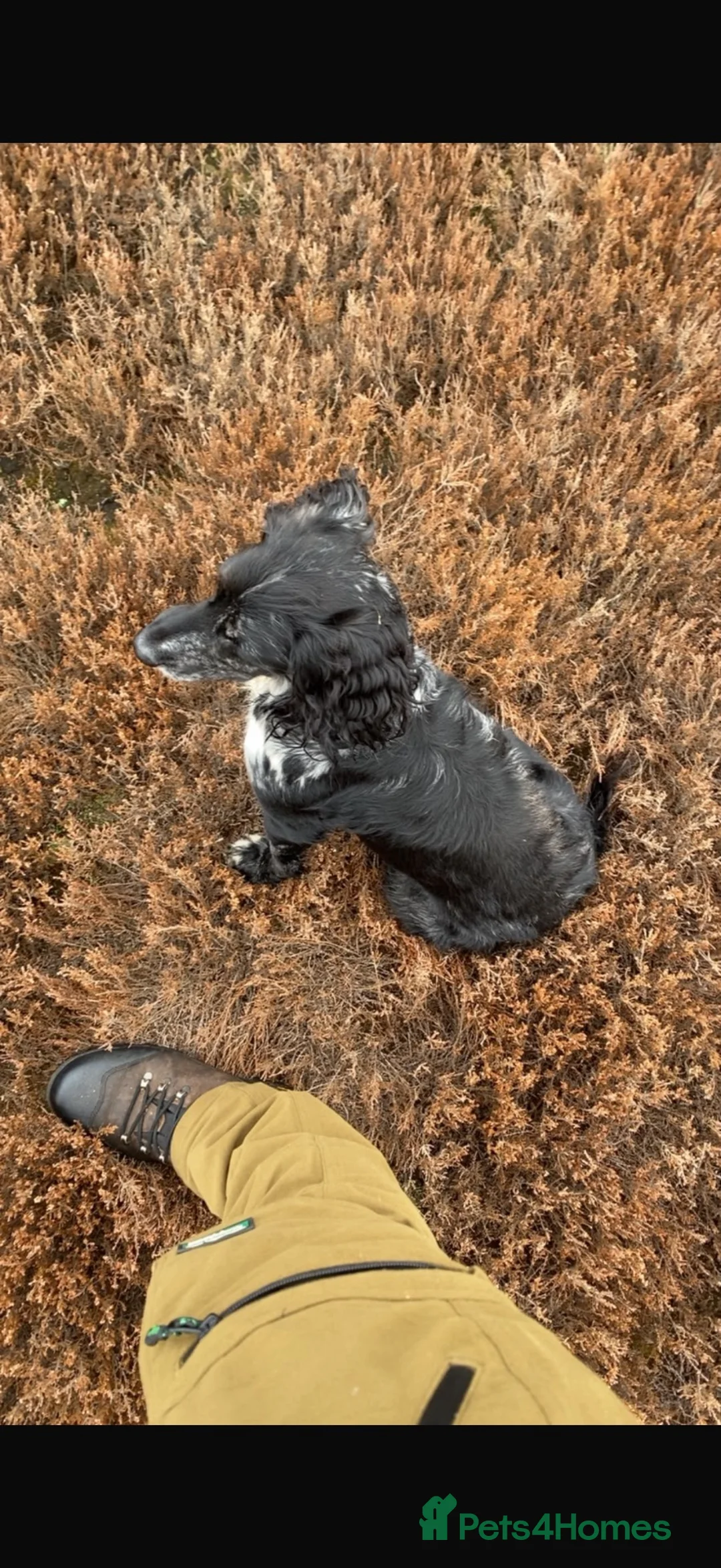 Cocker Spaniel dogs for sale: Cocker Spanial’s  - Advert 2