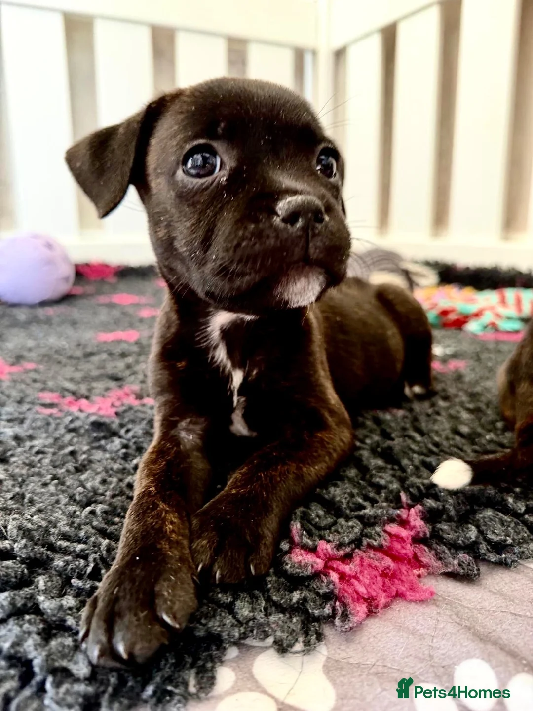 Staffordshire Bull Terrier dogs for sale: Brindle Stafford puppies available ❤️🐾 - Advert 1