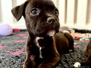 Staffordshire Bull Terrier dogs Brindle Stafford puppies available ❤️🐾 - Advert 6