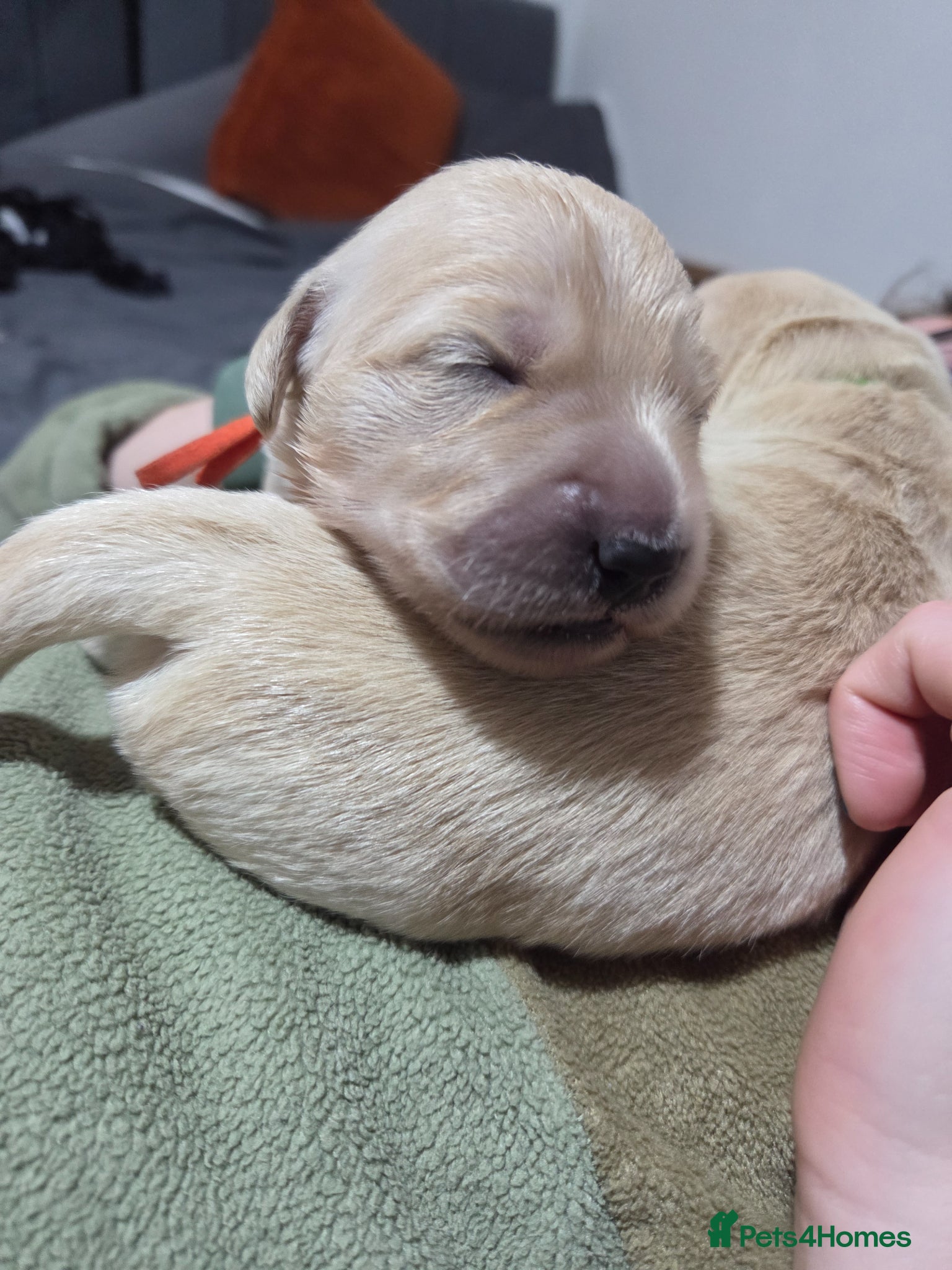 Golden Retriever dogs 💚KC Golden Retriever healthy pups are here 💚 - Advert 8