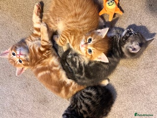 Mixed Breed cats - Advert 6