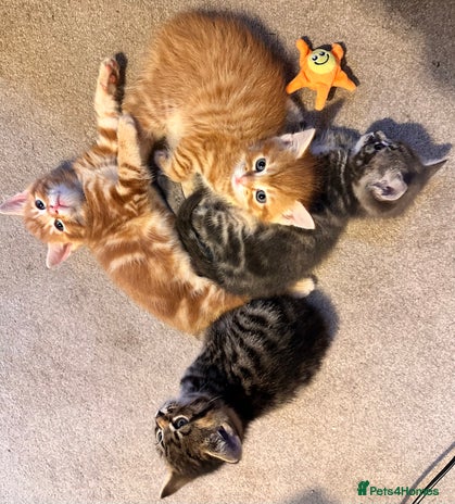 Mixed Breed cats - Advert 8