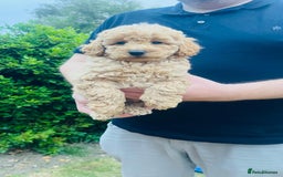 Labradoodle dogs for sale: Chunky Miniature Soft Curled Labradoodle Pups - Image 4