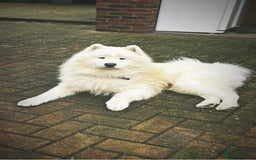 Samoyed dogs for sale: 🐾 🐶 AMAZING, UNIQUE, HEAD TURNING male Samoyed - Image 26