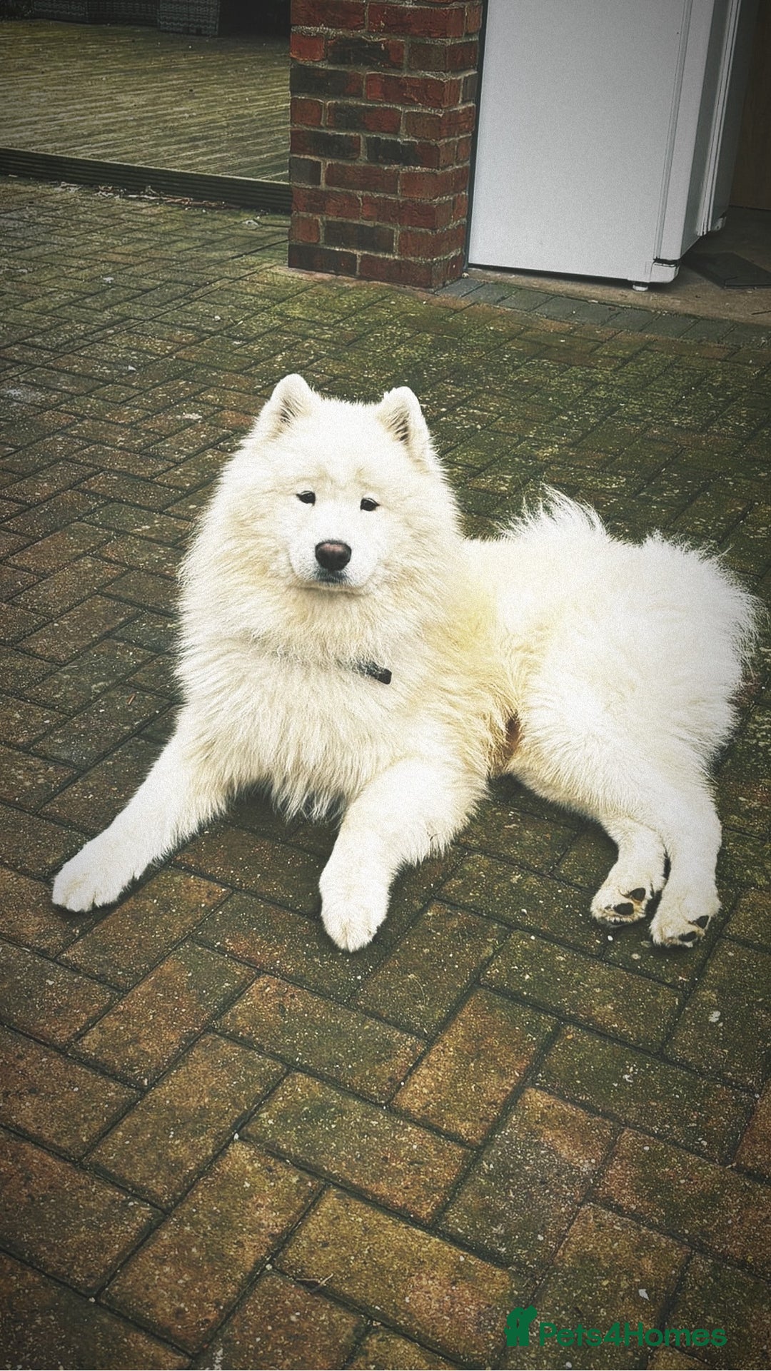 Samoyed dogs for sale: 🐾 🐶 AMAZING, UNIQUE, HEAD TURNING male Samoyed - Image 26