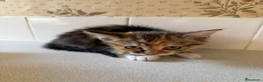 Small Calico Kitten