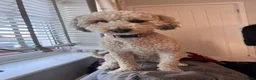 Mixed Breed dogs for sale: Miniature Poodle puppies available  - Advert 30