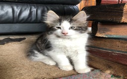 Mixed Breed cats for sale: Rescued feral farm kittens  - Image 12