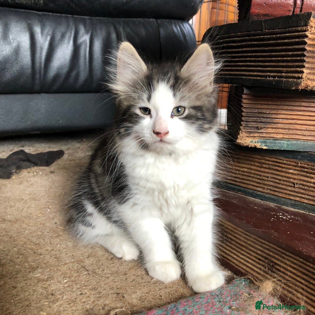 Mixed Breed cats for sale: Rescued feral farm kittens  - Image 12