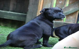 Staffordshire Bull Terrier dogs for sale: Beautiful Entire Adult Male 🖤 - Image 6