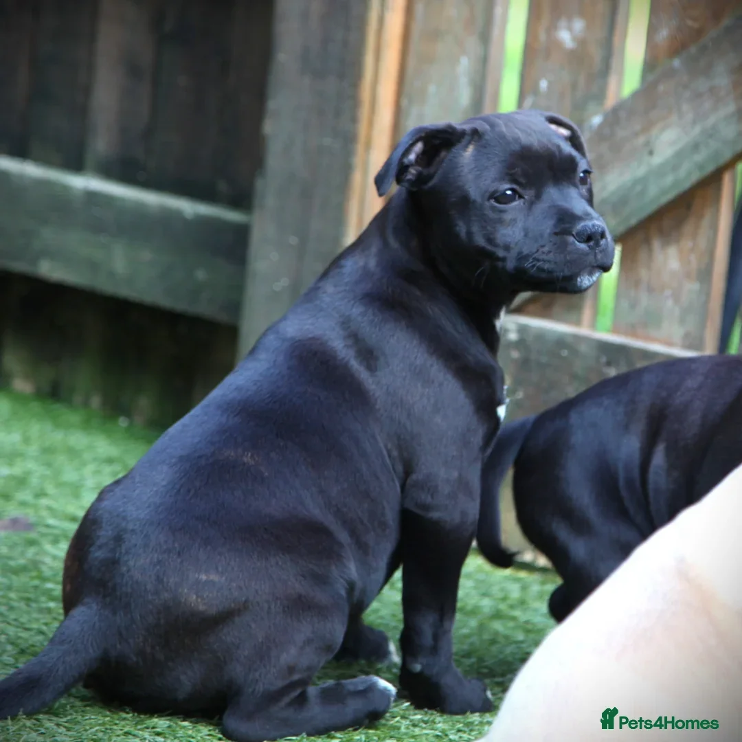 Staffordshire Bull Terrier dogs for sale: Beautiful Entire Adult Male 🖤 - Image 6