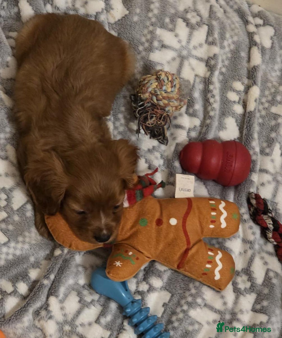 Cavalier King Charles Spaniel dogs for sale: Health Tested Ruby Cavalier Pups - Advert 3